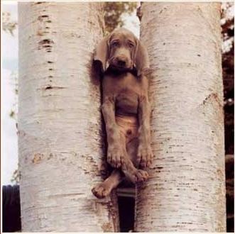 Picture dog stuck between two trees