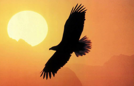 Picture of eagle flying across sun lit sky